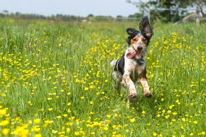 A primavera chegou e pede cuidados específicos com os pets: descubra quais