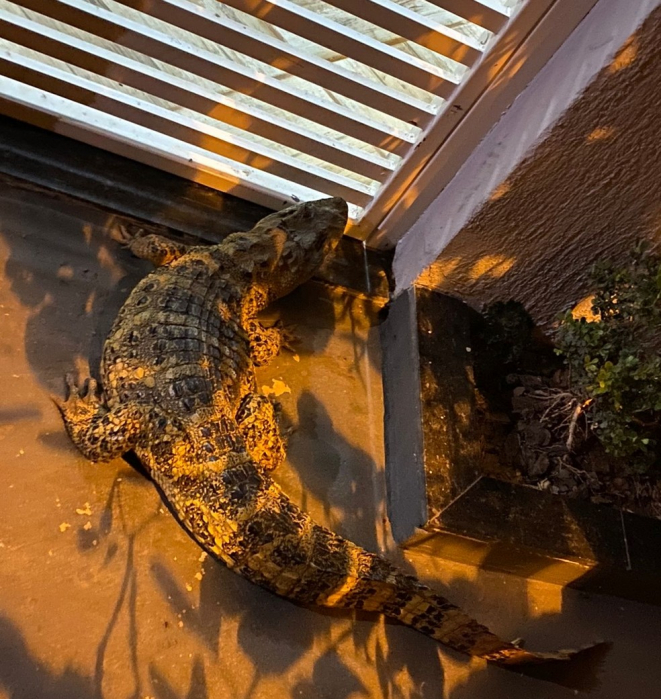 Jacaré é encontrado no portão de residência em Buritama