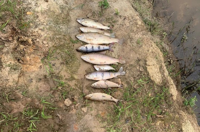 Peixes mortos são encontrados em rio na região pela Polícia Ambiental
