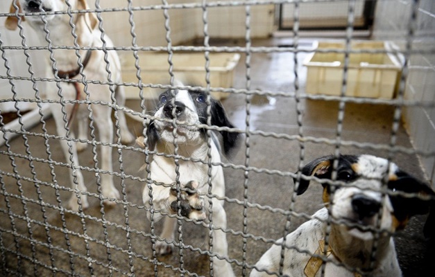 Publicada lei que proíbe sacrifício de animais pelas zoonoses