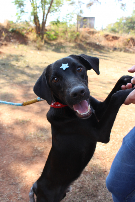Site da Prefeitura de Jales divulga lista mensal de animais para adoção na Zoonoses