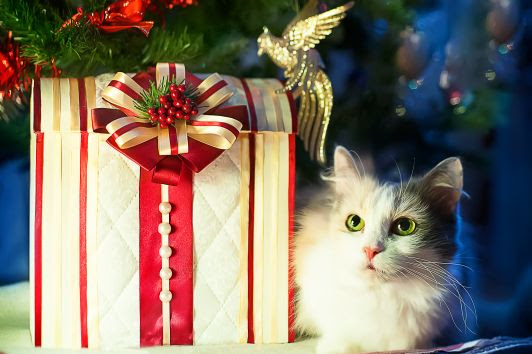 Escolha do presente: não dê um pet de presente neste Natal: planeje para ter um!