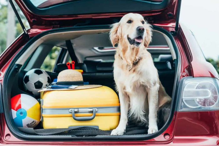 Levar o pet na viagem de férias: sim ou não?