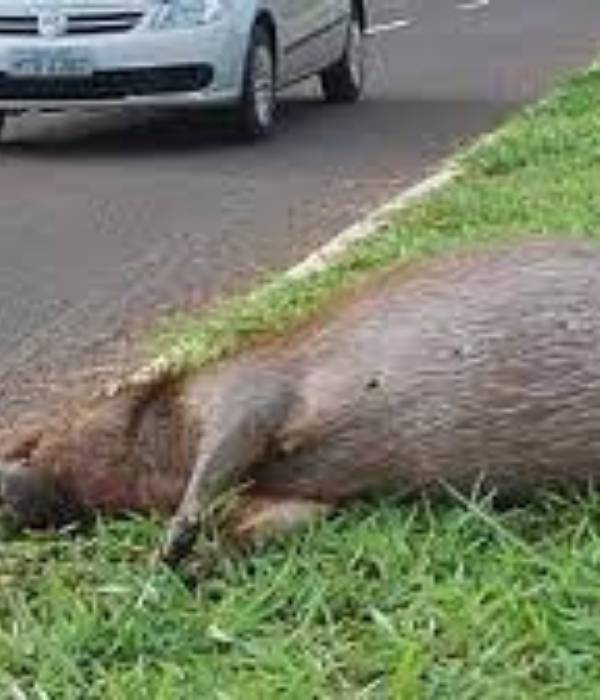 Motociclista morre em acidente depois de atropelar uma capivara na região