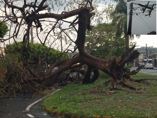 Árvore e poste caem sobre veículos com tempestade em Votuporanga
