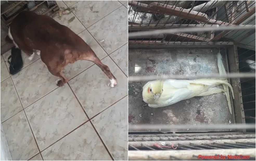 Homem é multado em mais de R$ 25 mil por maus-tratos a animais em Fernandópolis