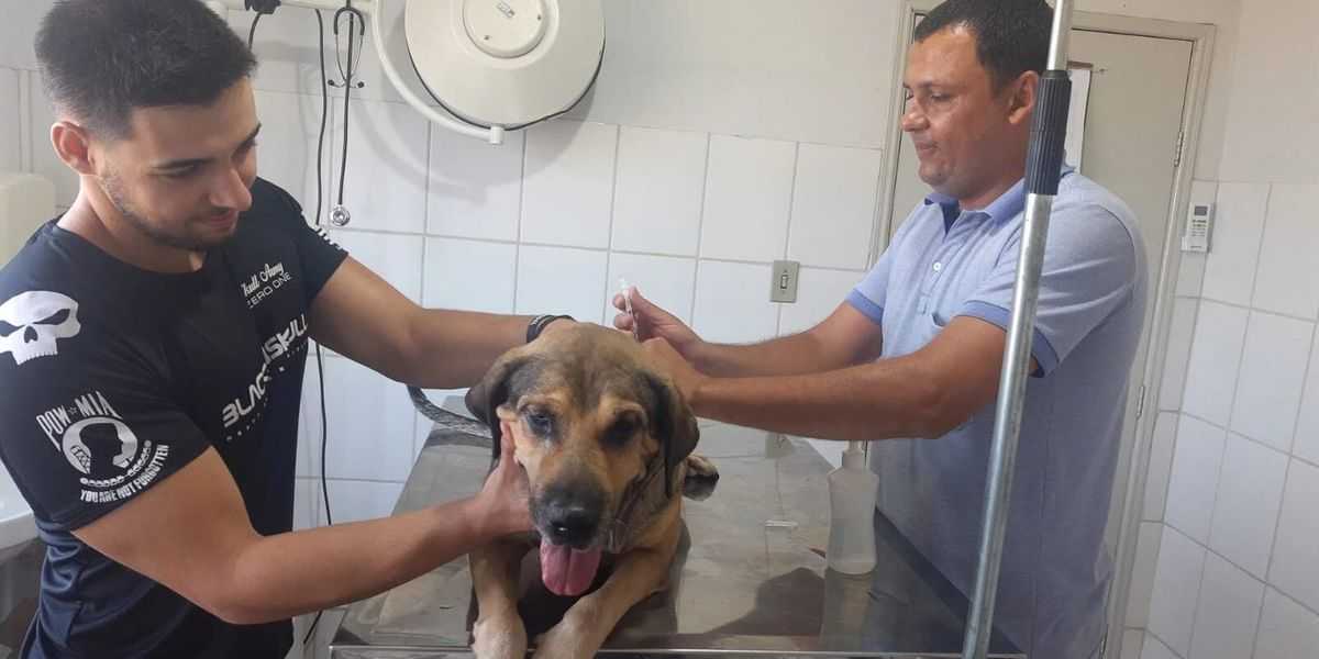 Vacinação de cães e gatos contra a raiva será feita através de agendamento
