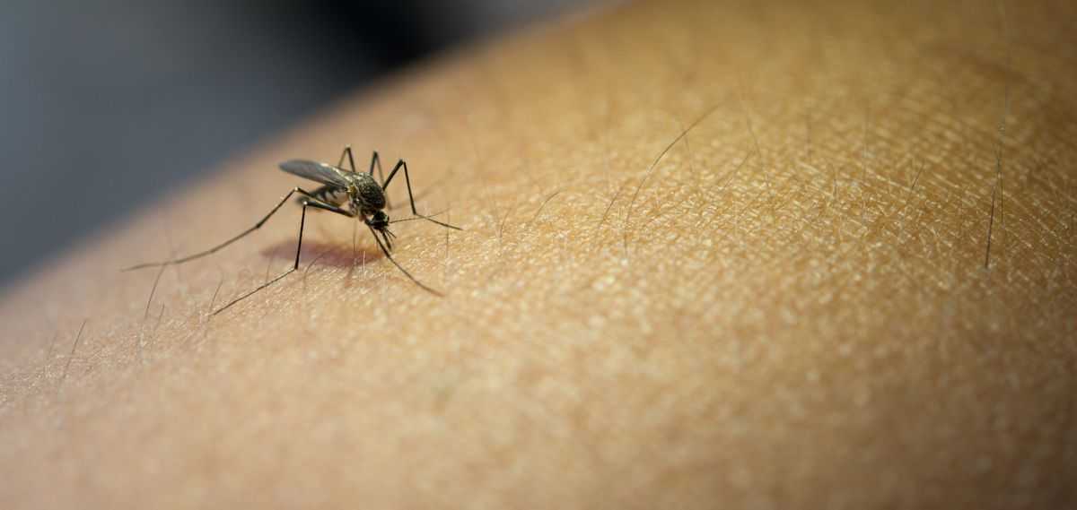 Casos de Dengue aumentam 180,5% em um ano