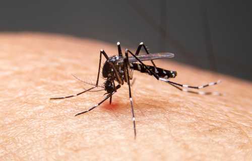 Dengue: febre alta e dor no corpo? Saiba quais os sintomas da doença