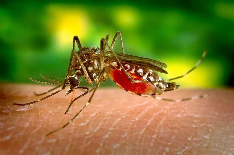 Prefeitura de Jales reforça alerta para Dengue e outras doenças transmitidas por mosquitos