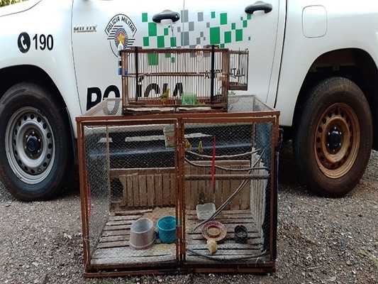 Polícia Ambiental flagra aves mantidas irregularmente em cativeiros