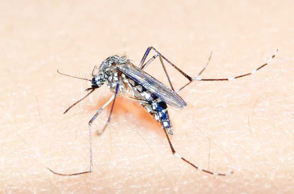 Jales confirma primeira morte por Dengue em 2023