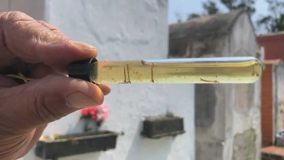 Votuporanga confirma casos de variante da dengue desaparecida há 15 anos na região e gera alerta para epidemia