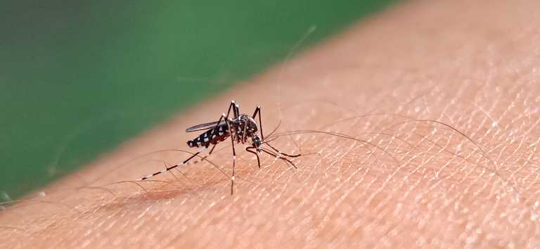 Ministério da Saúde abre consulta pública sobre proposta de incorporação no SUS de vacina contra a dengue