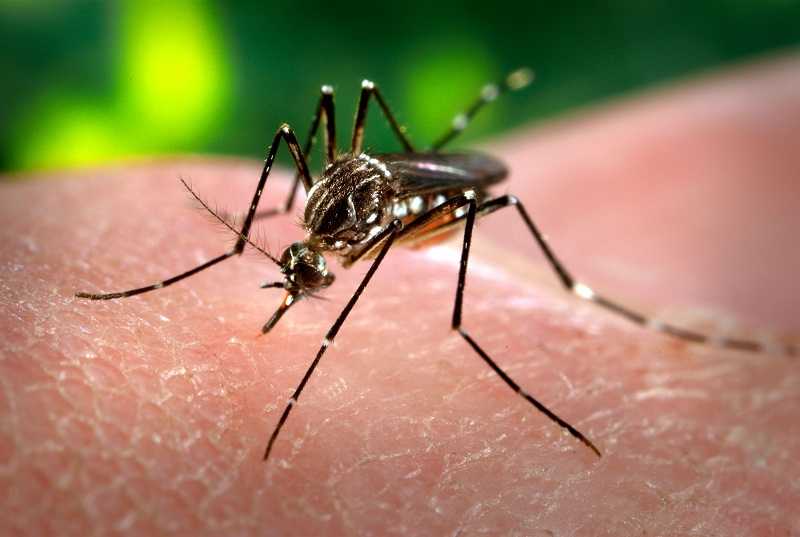 Covid-19: Quem teve dengue tem mais chances de ter sintomas?