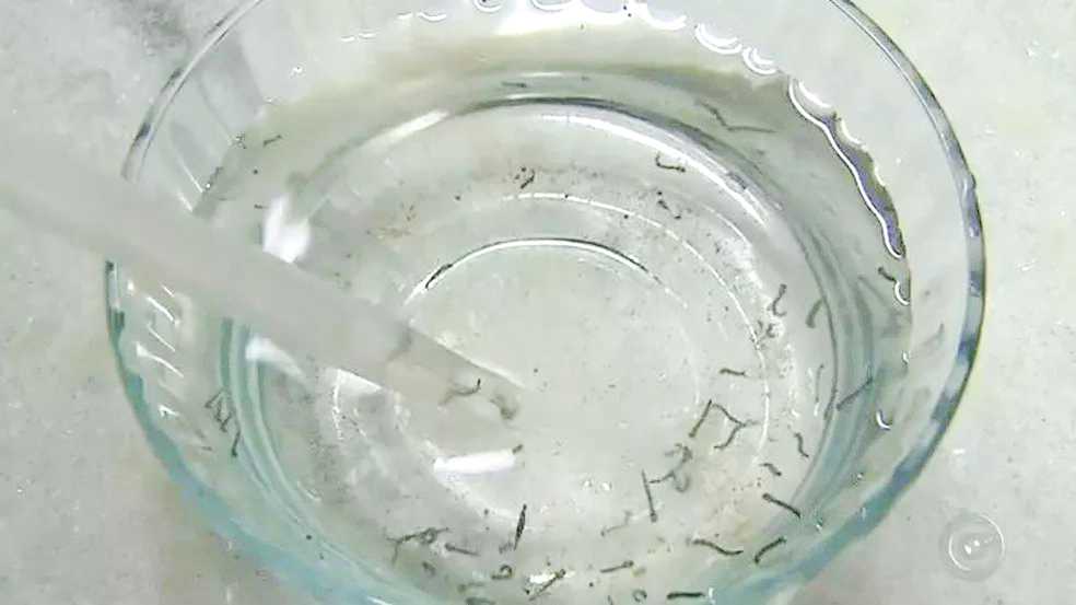 Região de noroeste paulista é a única do estado de SP a registrar mortes por chikungunya