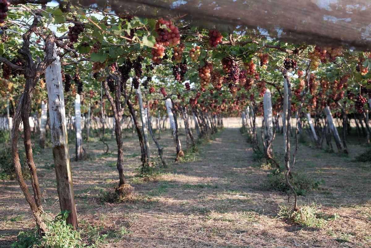 Porteiras abertas: temporada 2024 do turismo rural de Urânia já começou