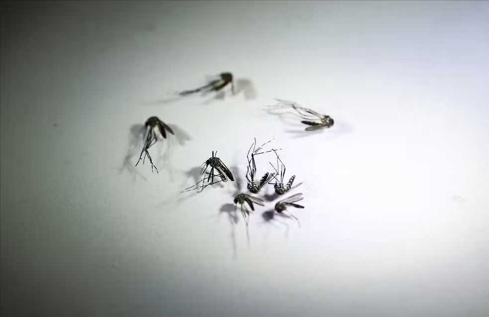 Fernandópolis registra primeira morte por Dengue, segundo a Secretaria Estadual de Saúde