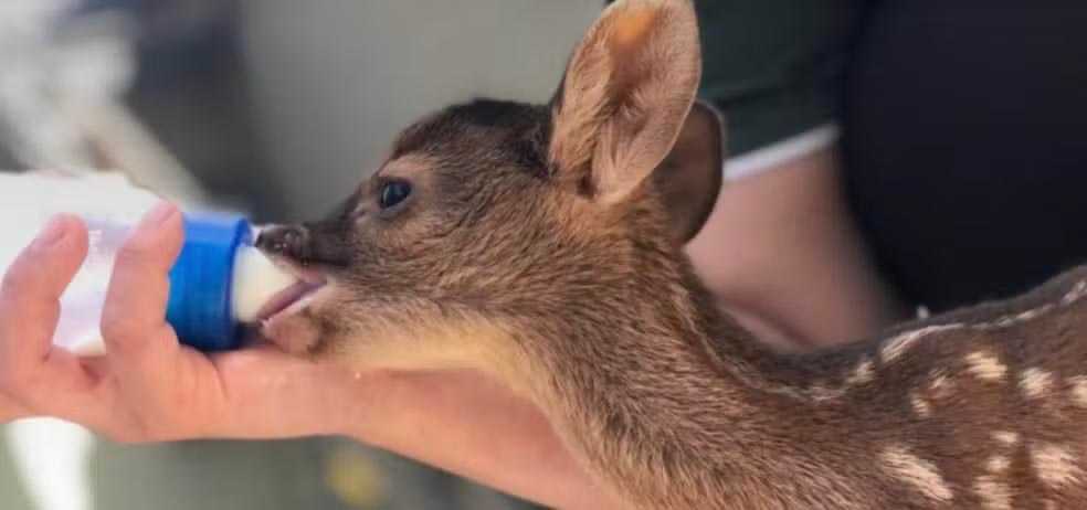 Jales terá centro de reabilitação de animais silvestres referência para o noroeste paulista