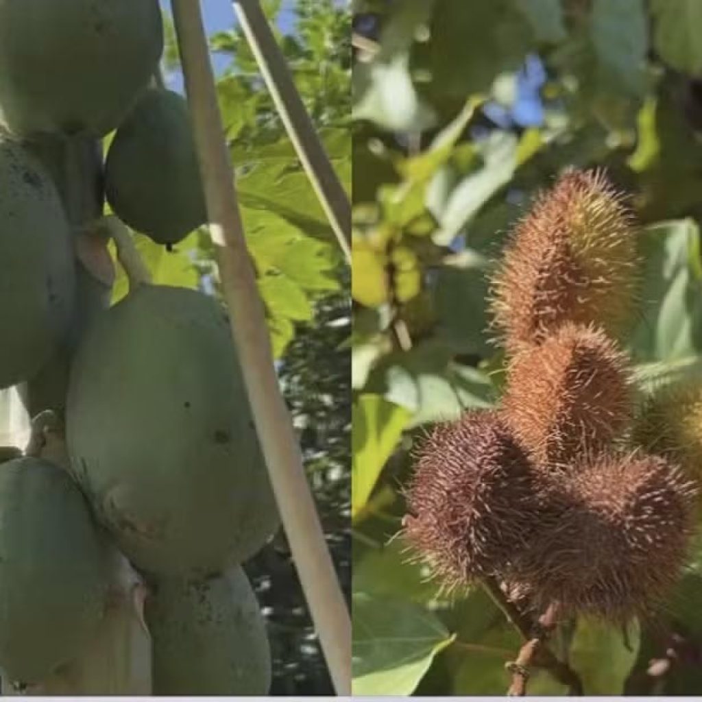 Dia da Árvore: morador cria pomar comunitário com mais de 30 espécies de árvores frutíferas em Jales