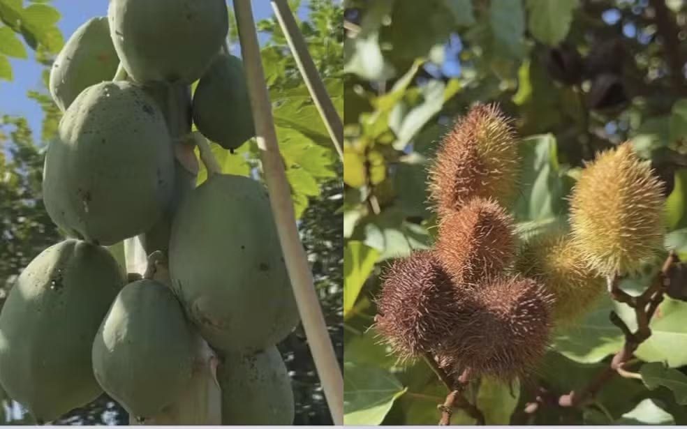 Dia da Árvore: morador cria pomar comunitário com mais de 30 espécies de árvores frutíferas em Jales