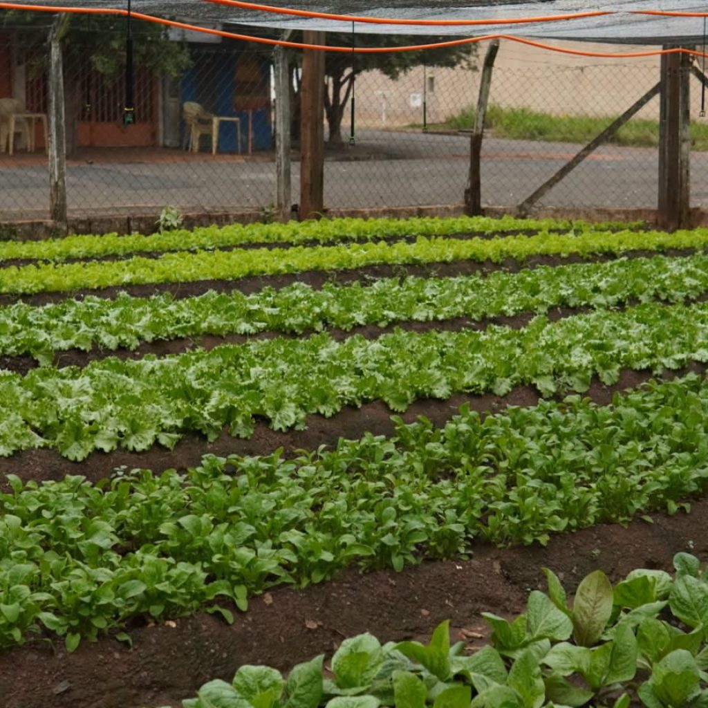 Horta Solidária: união, sustentabilidade e cuidado com a nossa comunidade