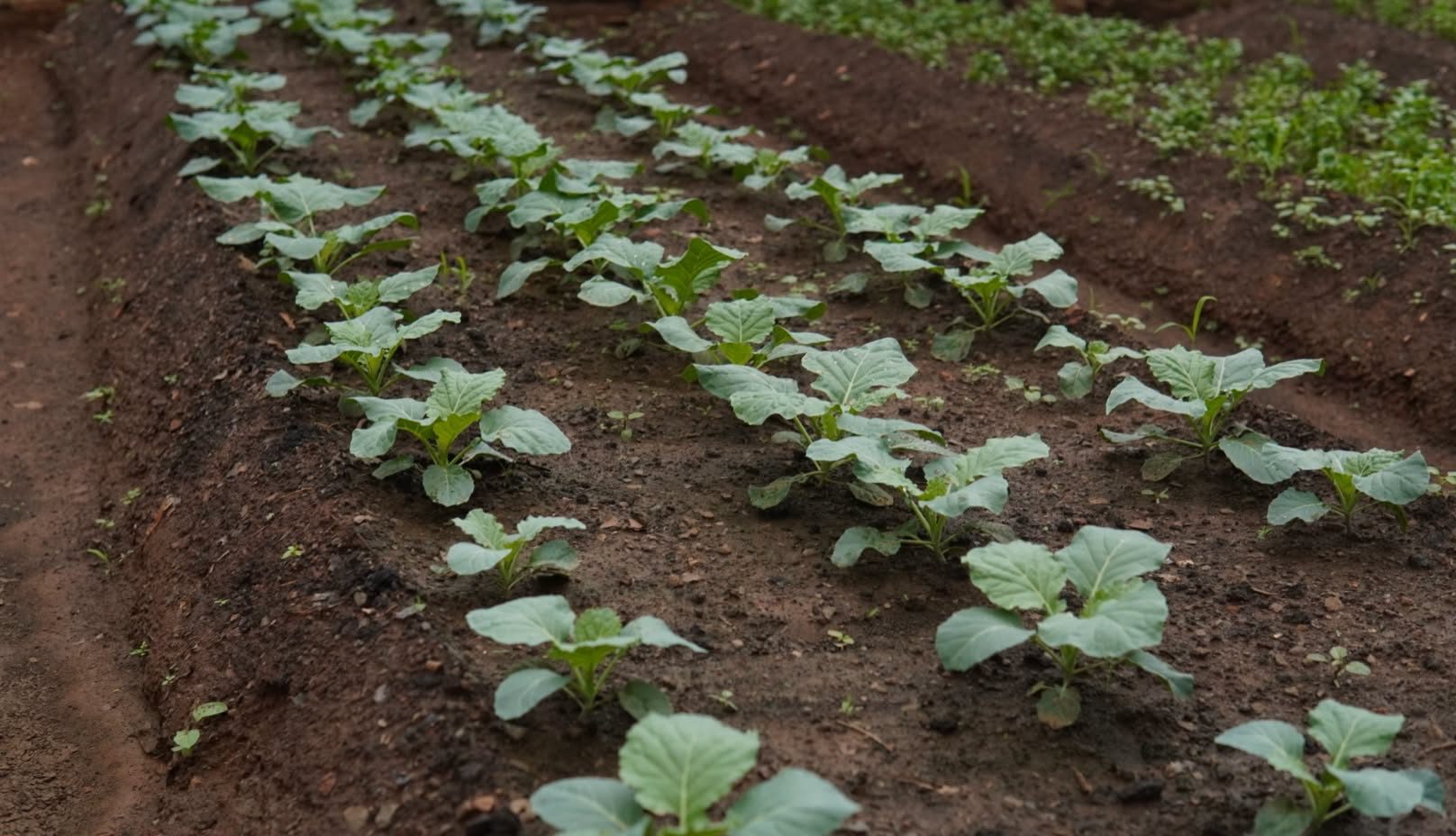 Horta Solidária: união, sustentabilidade e cuidado com a nossa comunidade