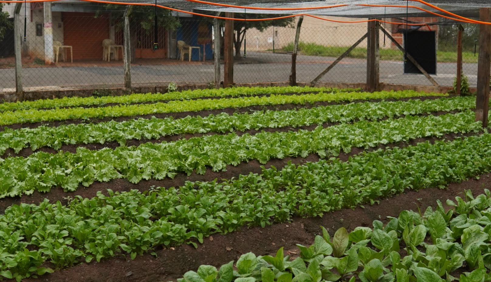 Horta Solidária: união, sustentabilidade e cuidado com a nossa comunidade