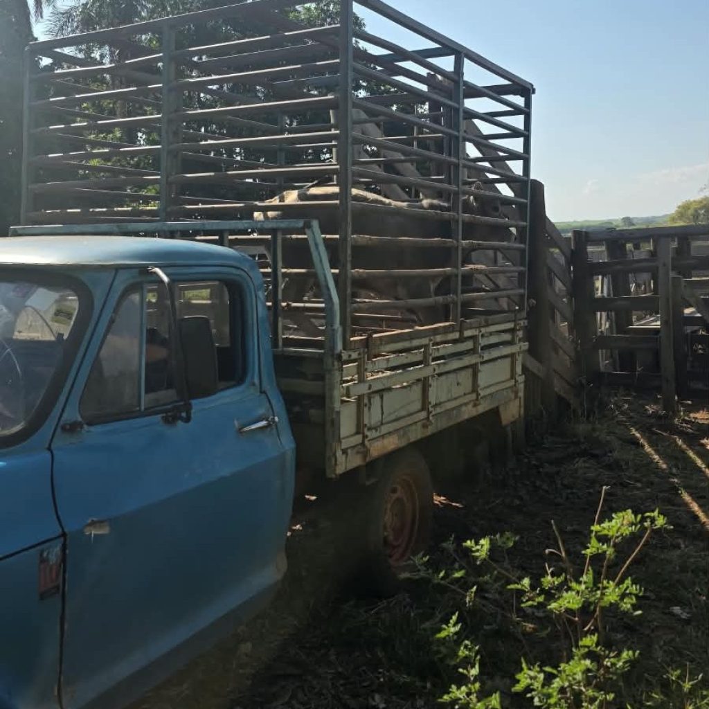Polícia Ambiental localiza bovino furtado durante diligências na região de Jales
