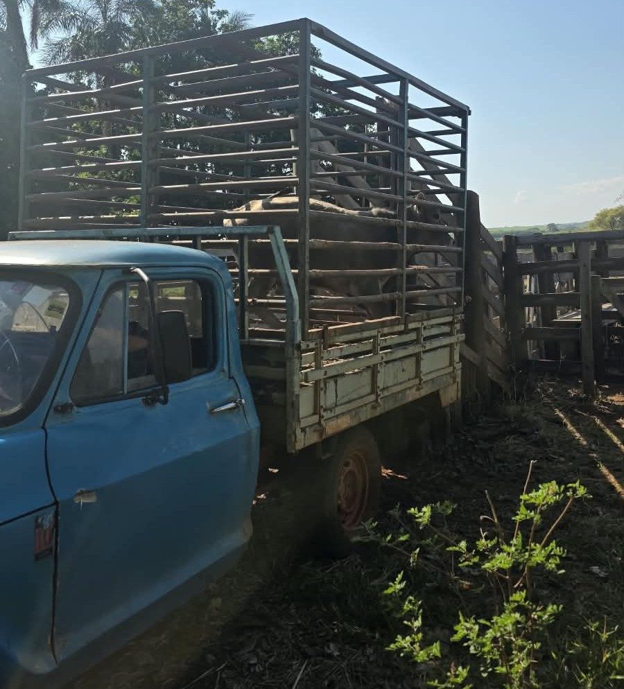 Polícia Ambiental localiza bovino furtado durante diligências na região de Jales