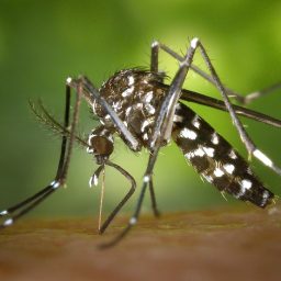 Xô Dengue: projeto em Três Fronteiras incentiva reciclagem e cuidados com a saúde